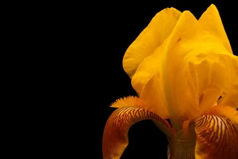 Close-up of yellow bearded iris on black background Stock Photos