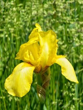 Close up of yellow bearded iris flower in Ukraine Stock Photos