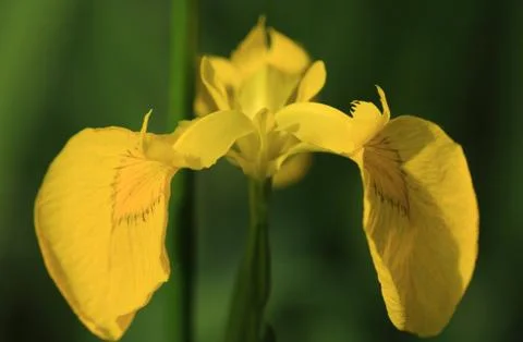 Close up of a yellow bearded iris Stock Photos