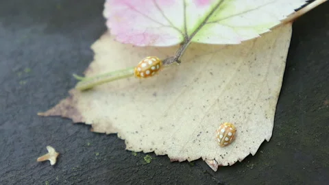 Close-Up of a Yellow Beetle with White Spots Video stock 320417708
