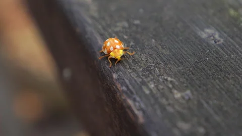 Close-Up of a Yellow Beetle with White Spots Stock Footage 320455479