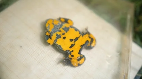 Close up of a yellow bellied toad in a CD case.  Stock Footage 95542215