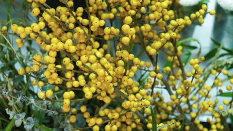 Close-up of yellow berries are being prepared for flower arranging in bouquet 4K 库存影片 86520891