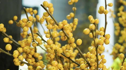 Close-up of yellow berries are being prepared for flower arranging in bouquet 4K Stock Footage 86522624