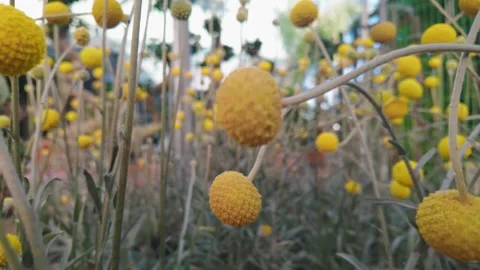 Close up of Yellow Billy Buttons Craspedia Flowers in a Garden Stock Footage 333126653