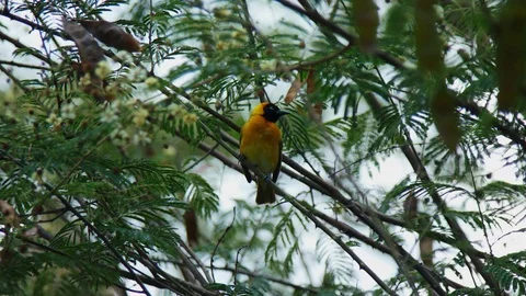 Close up of yellow bird sitting on a tree among green leaves Stock Footage 113731849