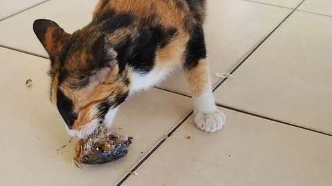 Close up yellow black stray cat eating fried fish head on tile floor Stock Footage 84874398
