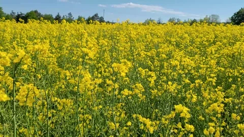 Close-up of a yellow blooming rape field, 4K Stock Footage 159727306