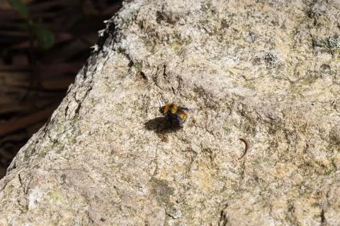 Close up to a yellow bubble bee over a big rock in sunny day Foto stock