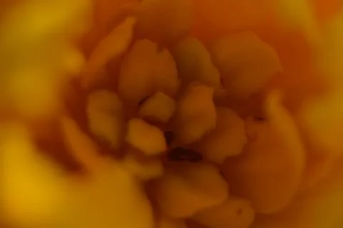 Close up of yellow bud. Stock Photos
