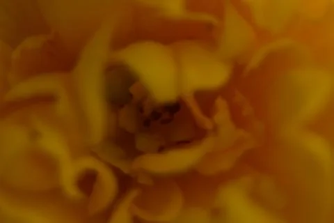 Close up of yellow bud. Photos