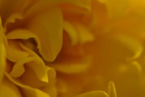 Close up of yellow bud. 库存照片