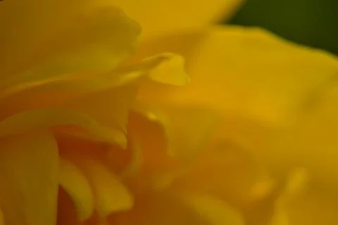 Close up of yellow bud. 库存照片