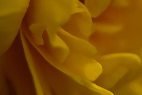 Close up of yellow bud. Stock Photos