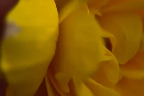 Close up of yellow bud. Photos