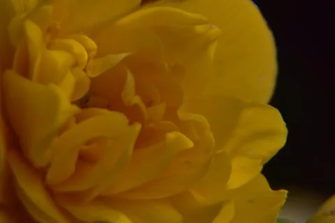 Close up of yellow bud. Stock Photos