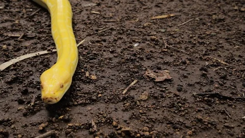 A close up of a yellow Burmese python crawling in the ground Video stock 124213491