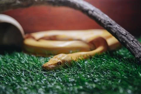 Close up of yellow Burmese python or Python bivittatus in a zoo enclosure. Stock Photos