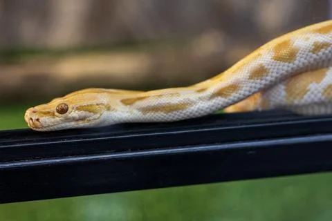 Close-up of a yellow Burmese python Foto stock