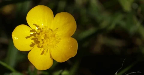 Close up of a yellow buttercup in the grass Video stock 76029379