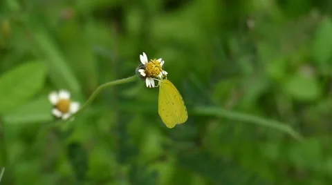 Close up of Yellow Butterfly.  Video stock 58145863