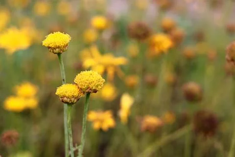 Close-up of Yellow Button Flowers in a Field Stock Photos