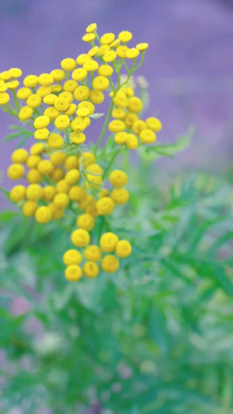 Close-up yellow buttonflower cluster isolated against soft purple background sho Stock Footage 341664050