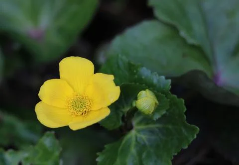 Close up of yellow caltha or marsh marigold and foliage Stock Photos