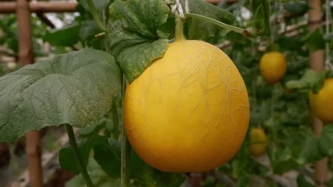 Close up of yellow canary melon hanging on branch in a plantation Stock Footage 306538931