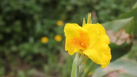 Close up of Yellow Canna flower Video stock 137622251