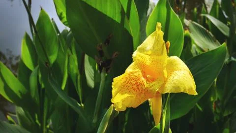 Close-up Yellow Canna Lily Stock Photos