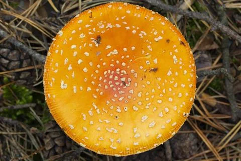 Close-up at yellow cap of fly agaric Foto stock