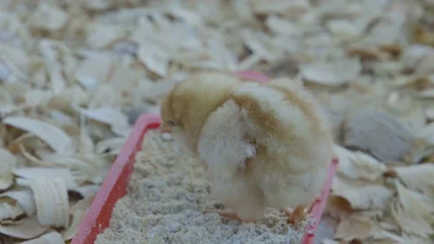 Close-up yellow chick eating Stock Footage 197841620