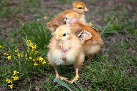 Close-up of yellow chickens on the grass, Beautiful yellow little chickens, Foto stock