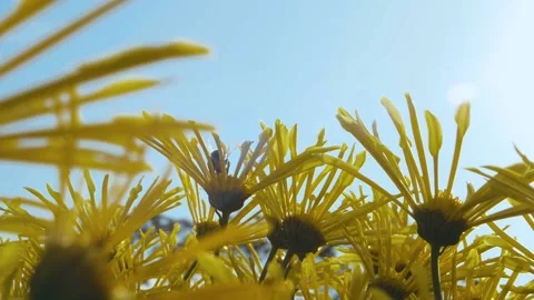 Close up of yellow chrysanthemum with a bee on it Video stock 143133416