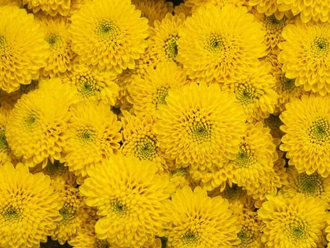 Close up of yellow chrysanthemum Santini Aurinko flowers Stock Photos