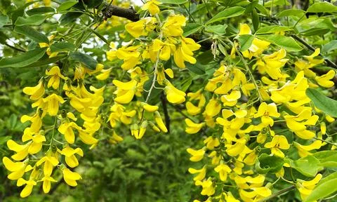 Close-up of yellow clusters of alpine bean flowers Stock Photos