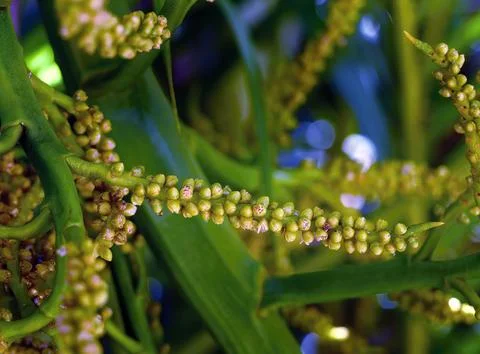 Close up yellow coconut pollen, tiny flowers on a coconut palm tree with bl.. Stock Photos