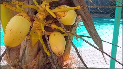 Close Up of Yellow Coconut Tree with Blooming Flowers and Young Fruit Stock Footage 310228003