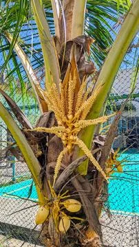 Close Up of Yellow Coconut Tree with Blooming Flowers and Young Fruit Stock Photos