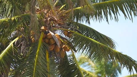 Close up of yellow coconuts hanging between green palm tree leaves in the wind Stock Footage 258475263