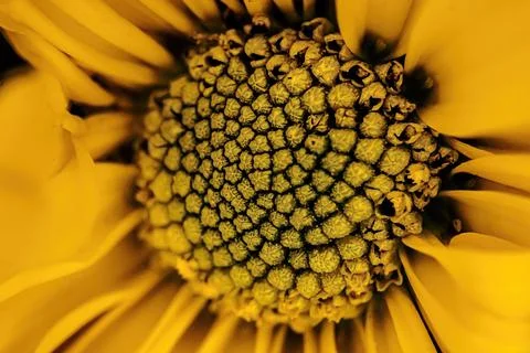 Close up of yellow colored daisy Stock Photos