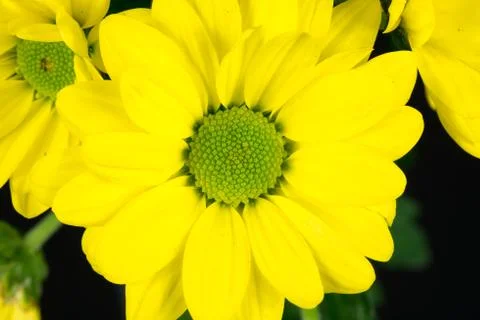 Close-up of a yellow common daisy Stock Photos