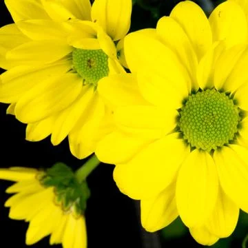 Close-up of a yellow common daisy Stock Photos