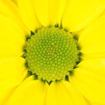 Close-up of a yellow common daisy Stock Photos