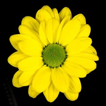 Close-up of a yellow common daisy Stock Photos