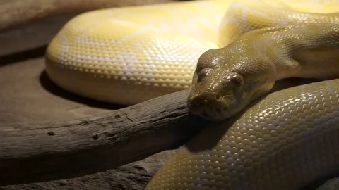 Close up of yellow constrictor boa sleeping in his cage Stock Footage 73110987