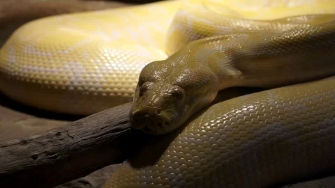 Close up of yellow constrictor boa sleeping in his cage Stock Footage 73111120
