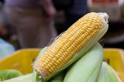 Close up of yellow corn cob Stock Photos