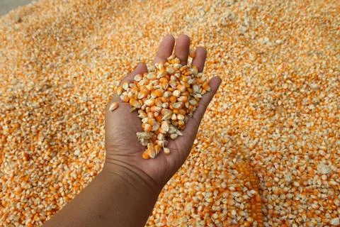Close up of yellow corn kernels held in dark hands of asian people can be u.. Stock Photos